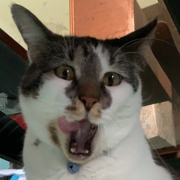 Meet your Posher, Aaron - Picture 1 of 1